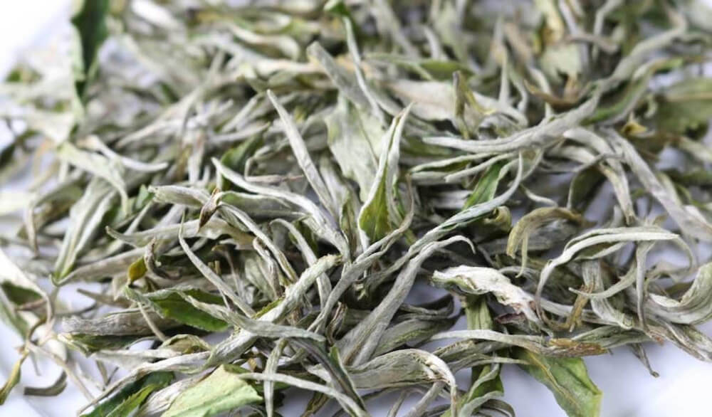 Đặc điểm của trà Shan Tuyết 