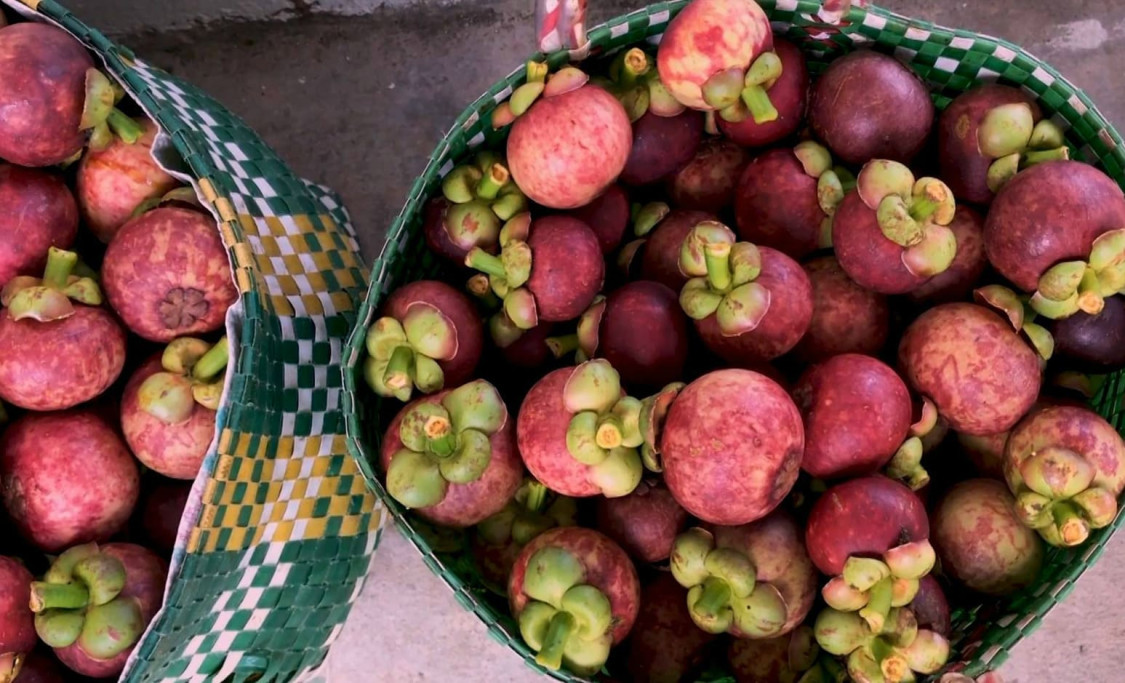 Măng cụt Chợ Lách