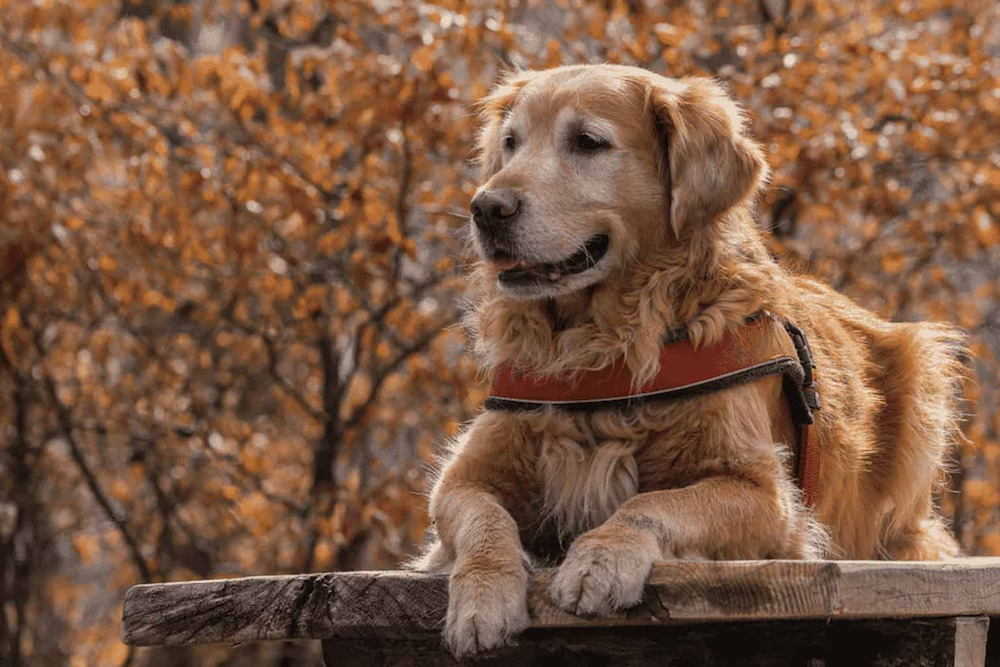 Cách chăm sóc chó Golden