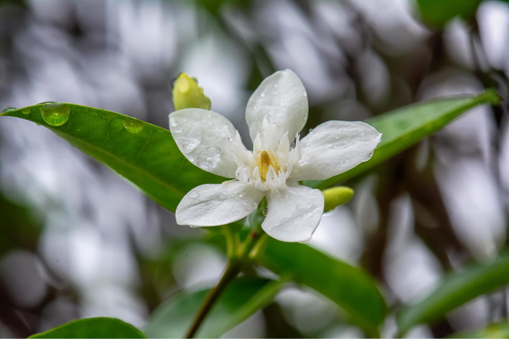 cây hoa mai vạn phúc