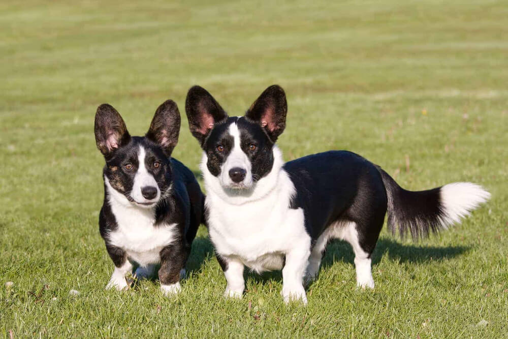 Chó Cardigan Wales Corgi có chiều cao khiêm tốn đồng loại