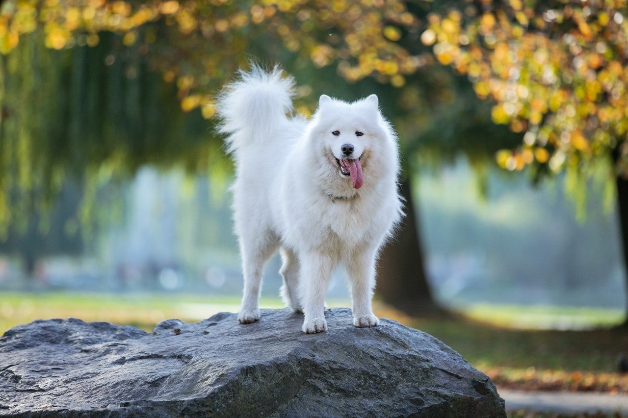 chó samoyed giá