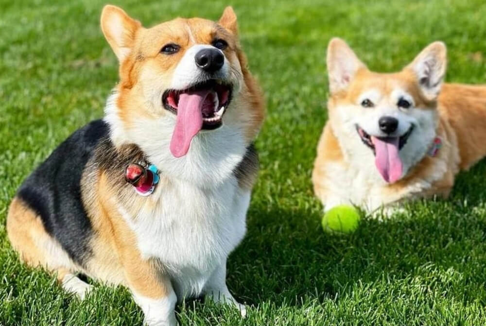 Ngoại hình chó corgi 