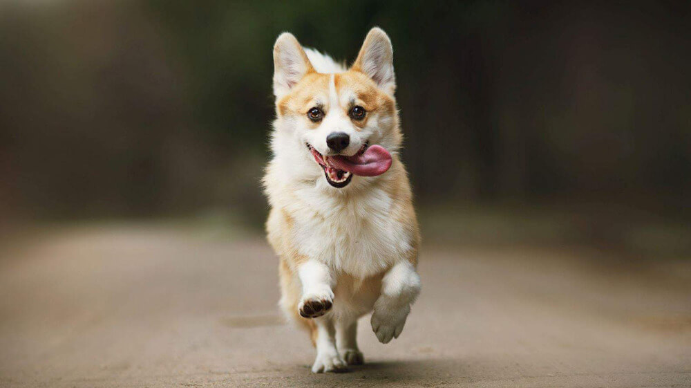 Chó corgi vô cùng thông minh và hoạt bát