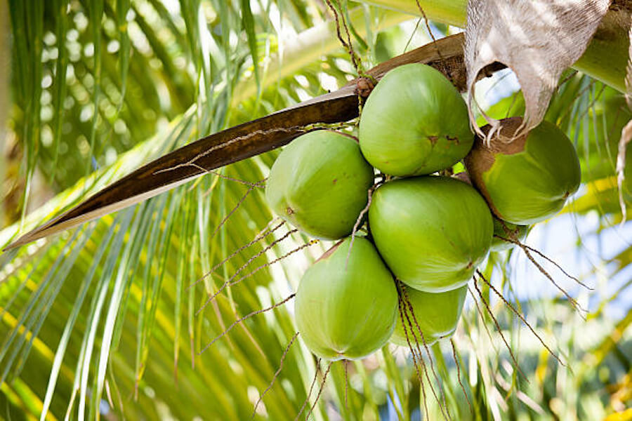 Dừa dâu giống dừa giống dừa thường dùng để làm mứt dừa 