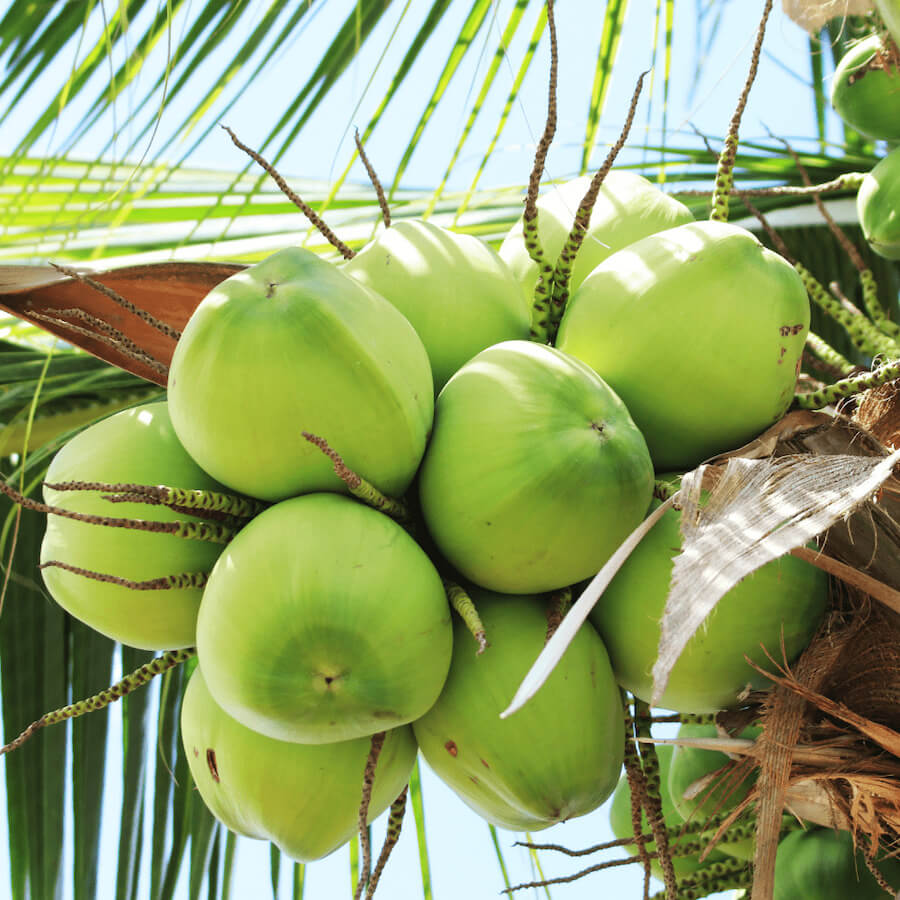 Dừa xiêm xanh lùn một trong những giống dừa ngon 