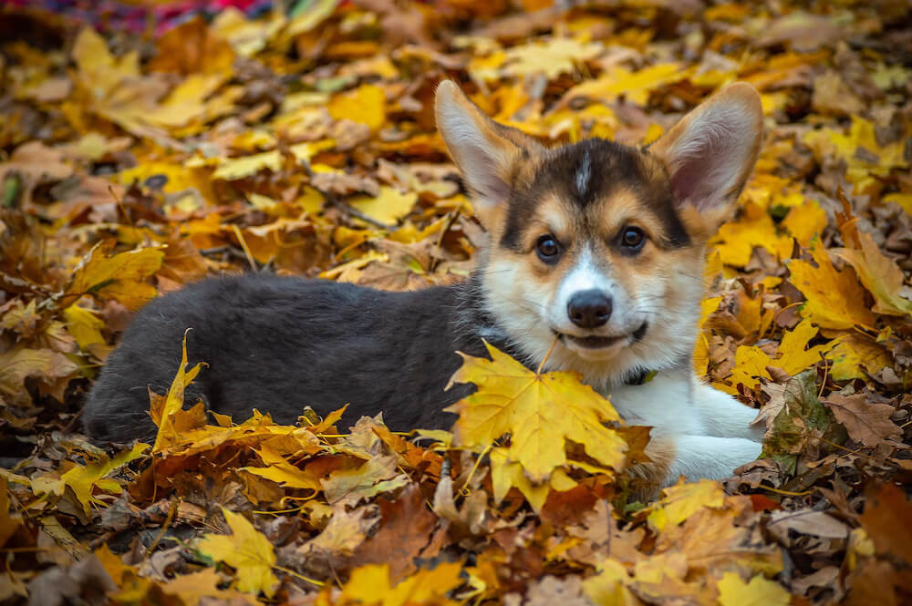 Giá bán của chó corgi phụ thuộc vào nhiều yếu tố