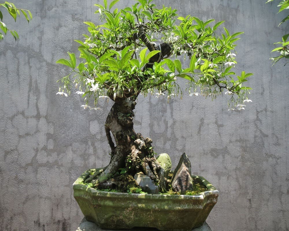 mai chiếu thủy bonsai