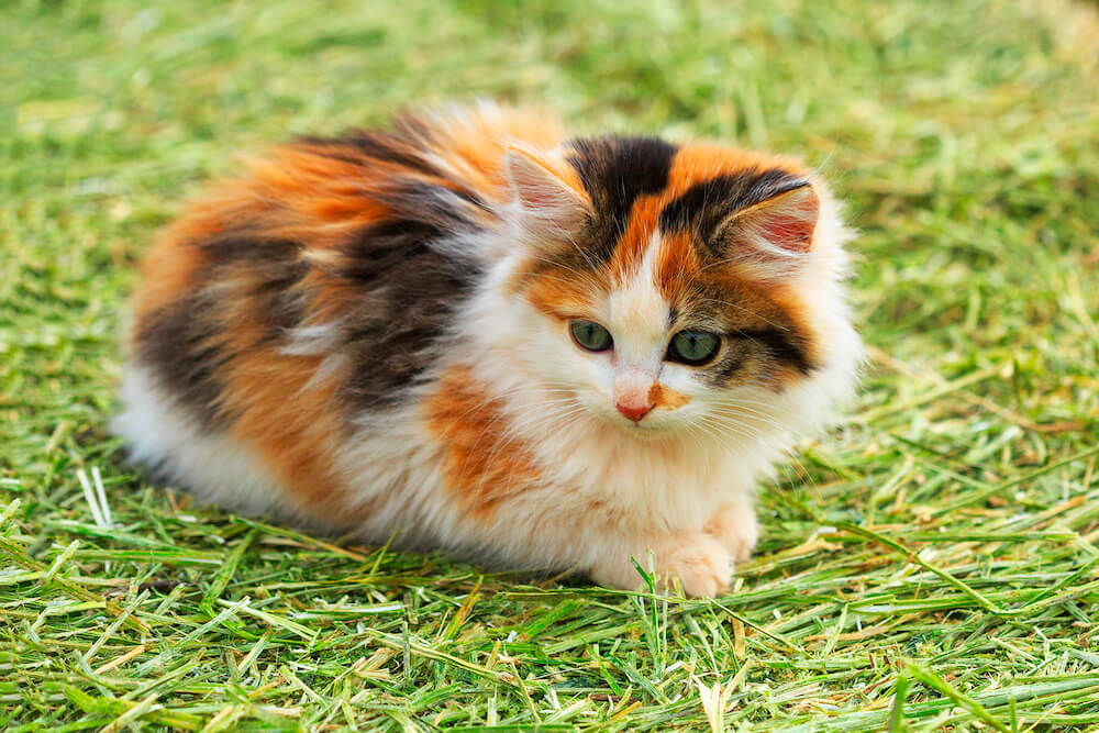 Sự đáng yêu của mèo tam thể Ba Tư lông dài