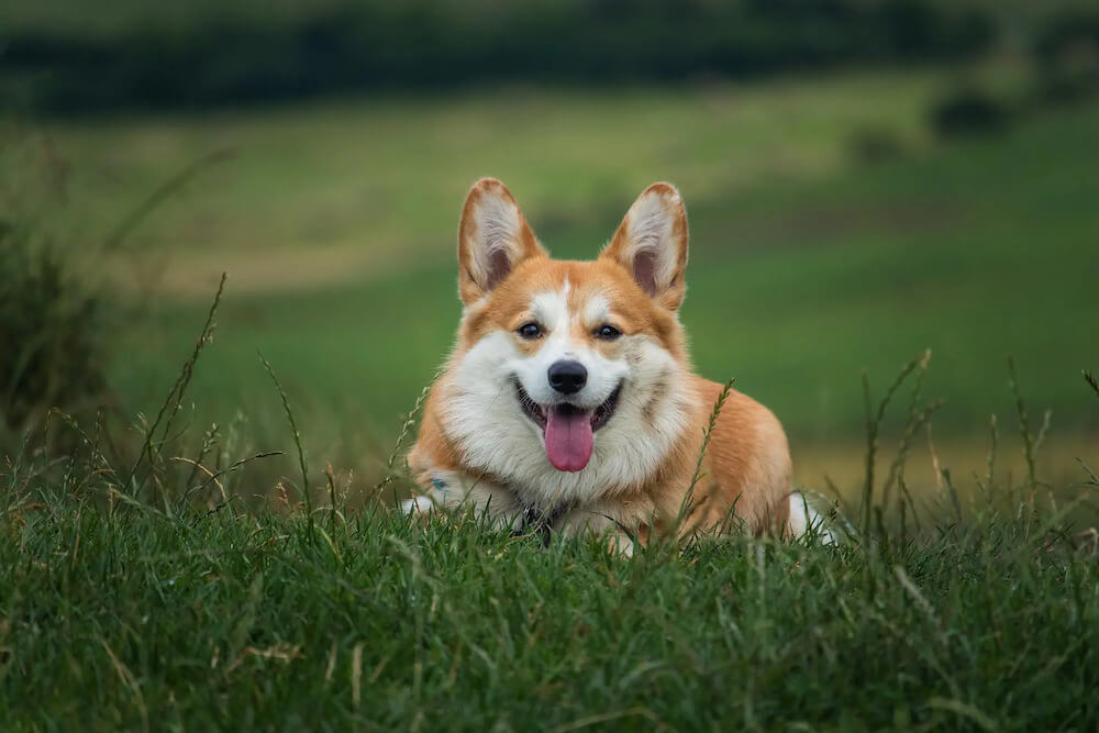 Chủ nuôi nên lựa chọn địa chỉ bán chó corgi uy tín 