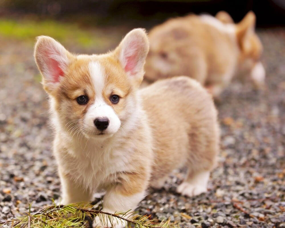 Corgi là giống cảnh khuyên khá dễ nuôi