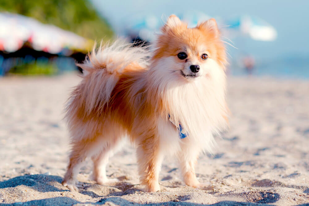 Chó Phốc Sóc Pomeranian Và 11 Sự Thật Bạn Chưa Biết Về Chúng