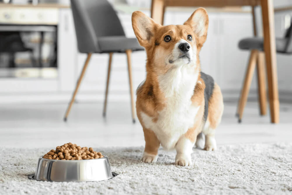 Chủ nuôi nên cung cấp cho chó corgi một chế độ dinh dưỡng cân đối