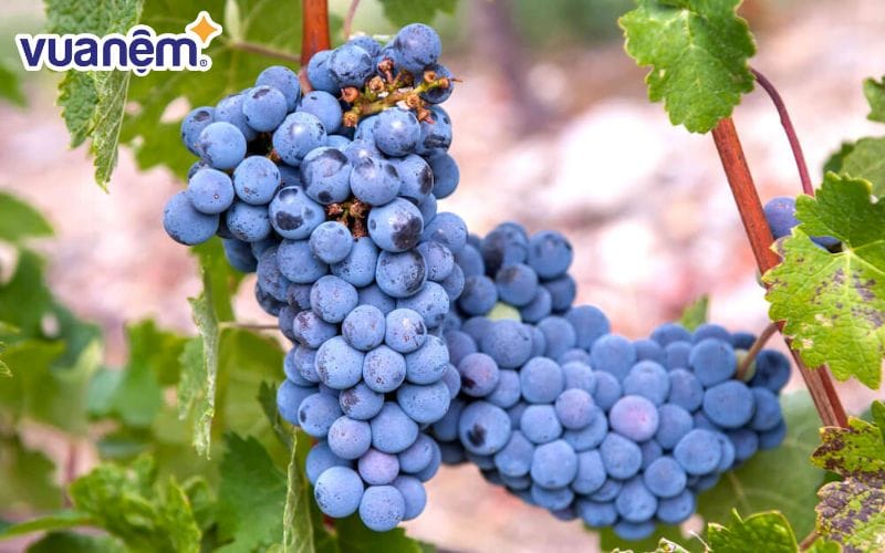 Dù có nhiều lợi ích, nhưng một số người nên lưu ý hạn chế ăn nho