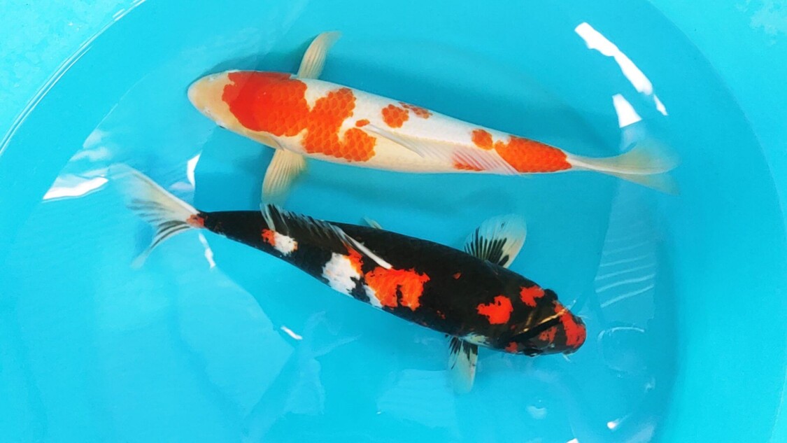 Koi Kohaku