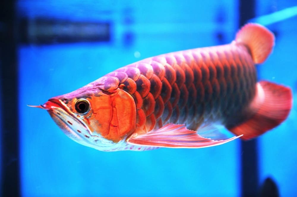Cách nhận biết và phân loại cá rồng | Kênh tin tức kỹ thuật nghành nuôi  trồng thuỷ sản - ThuySanNamBo.Com