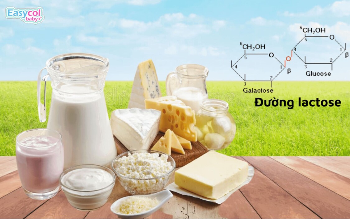 lactose là đường gì