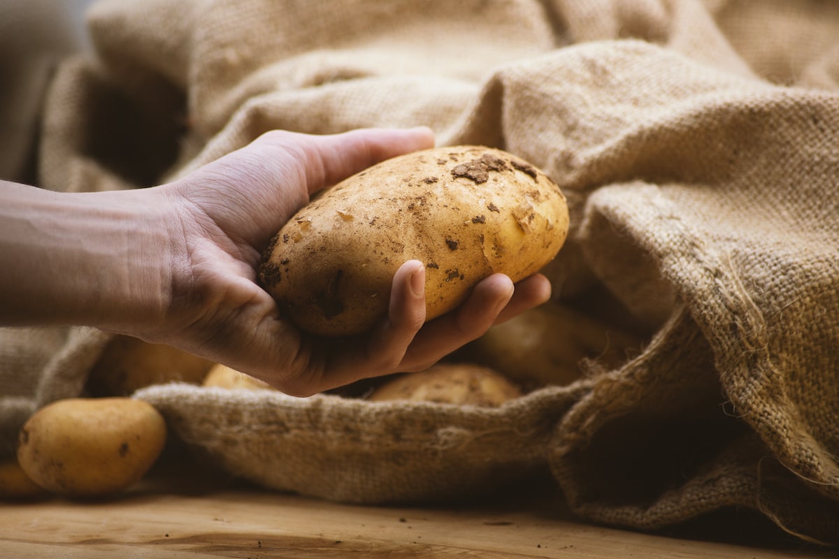 Dùng khoai tây cũng có thể giúp lấy dằm nhẹ nhàng, giảm bớt cảm giác đau