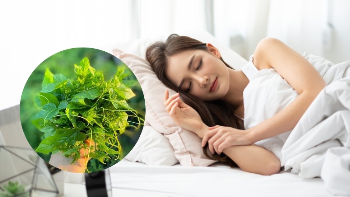 Uống nước lá gì dễ ngủ? 15 loại lá dân gian thần dược