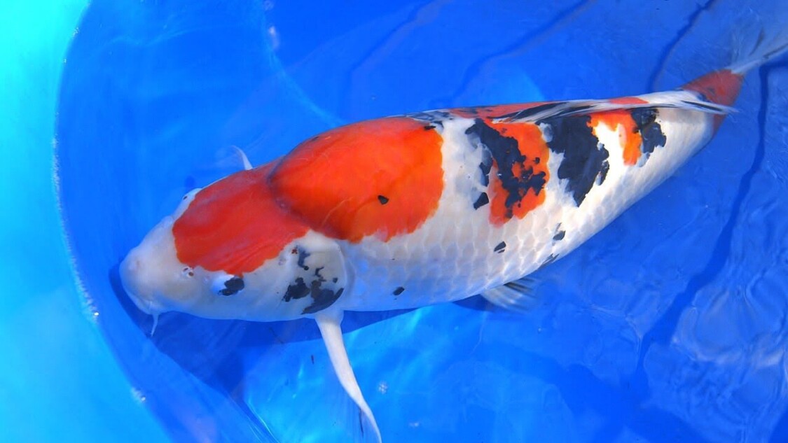 Koi Taisho Sanke