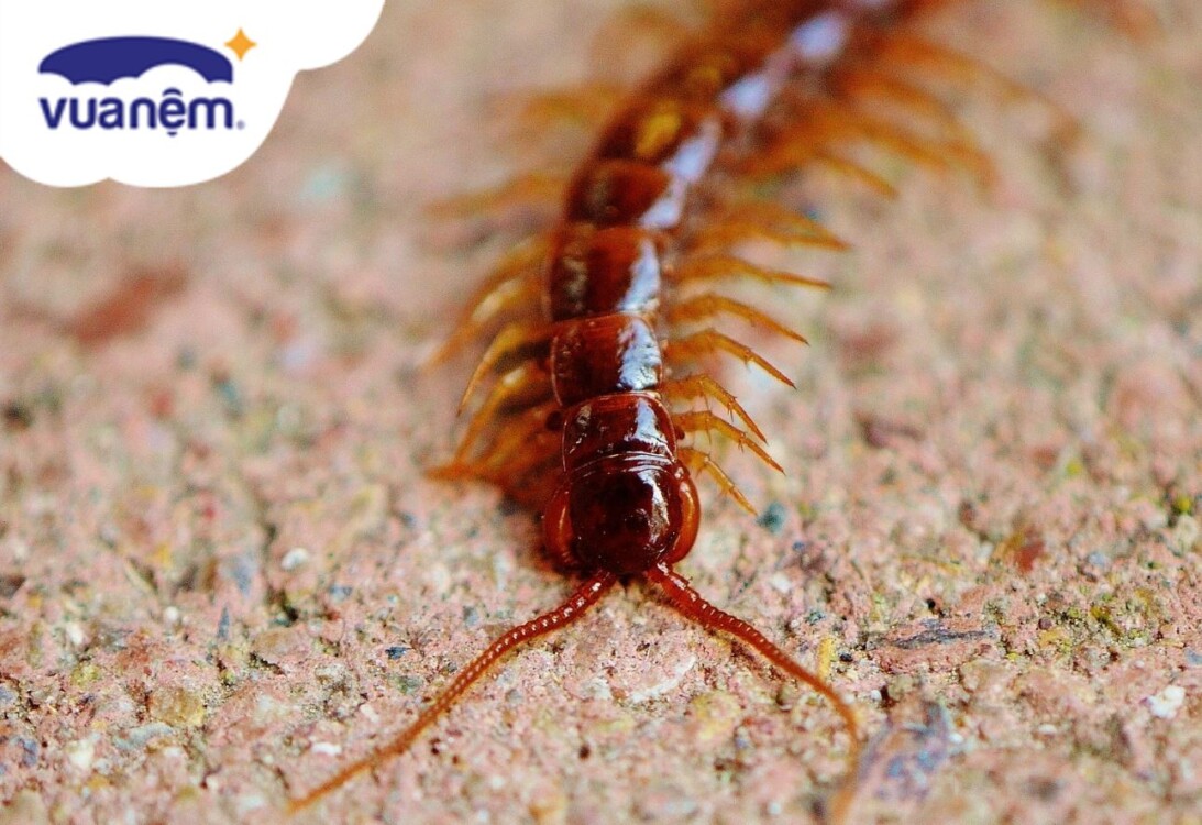 cách diệt rết trong phòng ngủ