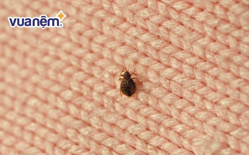 Rệp giường có thể gây ảnh hưởng đến chất lượng giấc ngủ