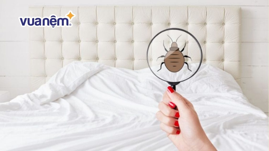 7 TIP nhận biết nệm nhà bạn đang có rệp giường và cách xử lý