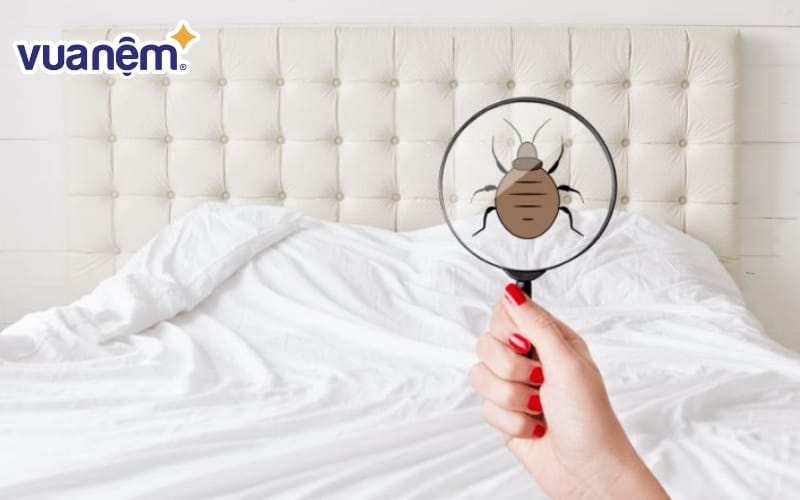 Xác định rệp giường thông qua lớp vỏ lột xác