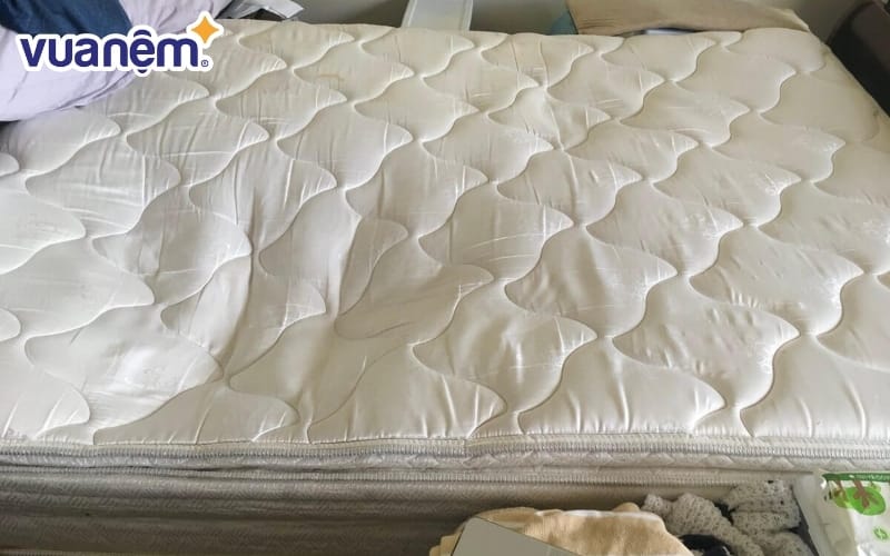 Nệm cũ là môi trường hoàn hảo để rệp phát triển