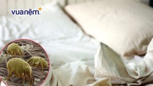 Tác hại khi ngủ trên ga giường ẩm ướt vào mùa hè?