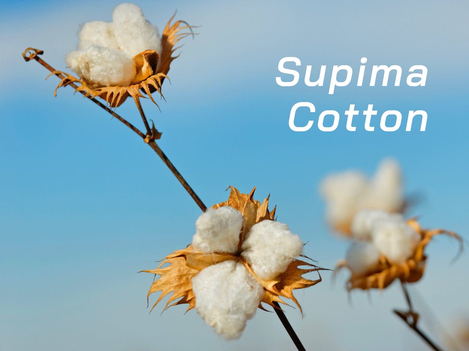 supima cotton là gì