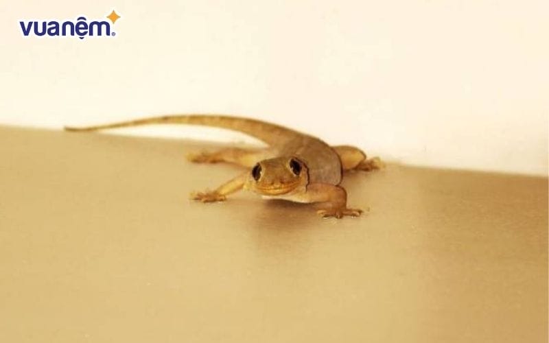 Cách đuổi thằn lằn trong phòng ngủ đơn giản