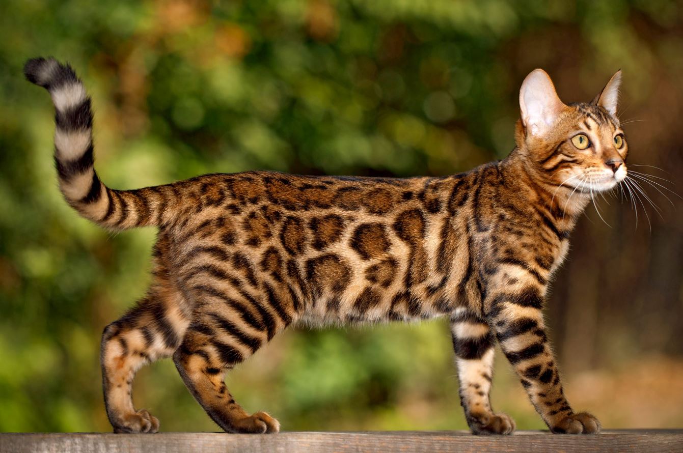 giống mèo bengal