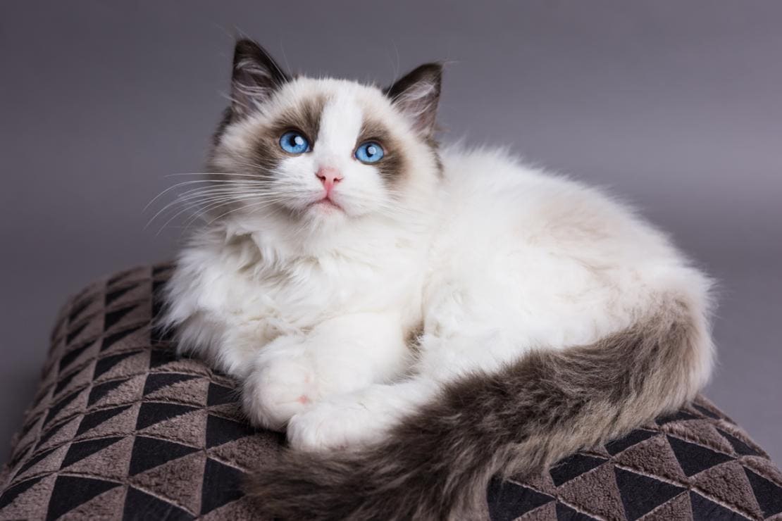 giống mèo ragdoll