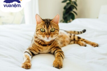 mèo bengal