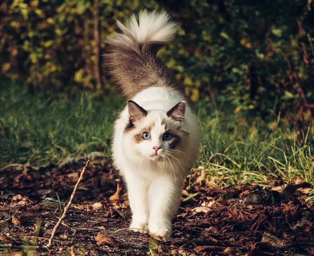 mèo ragdoll đẹp