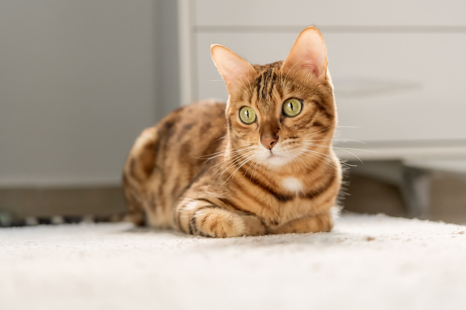 mua mèo bengal