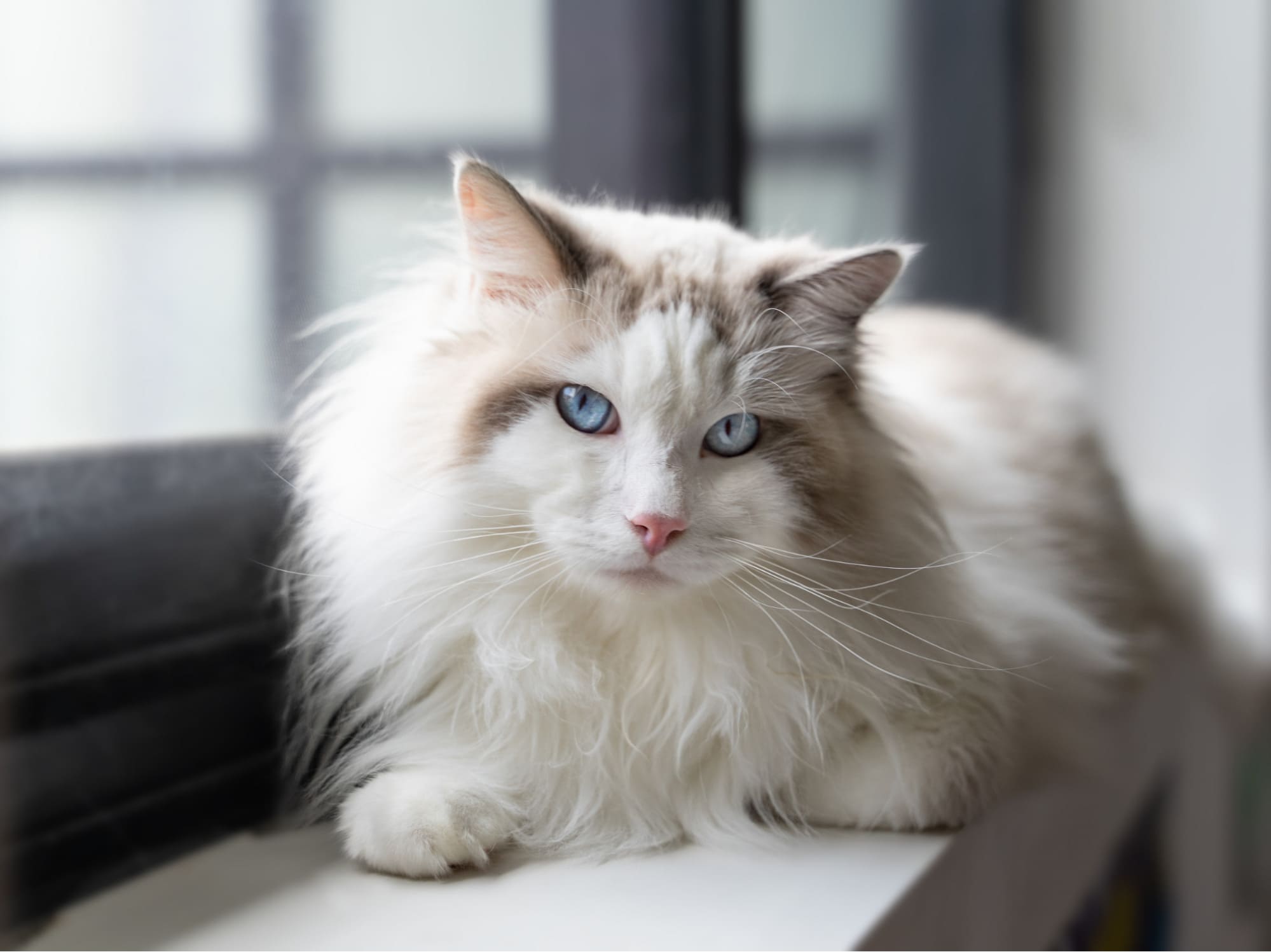 ngoại hình mèo ragdoll