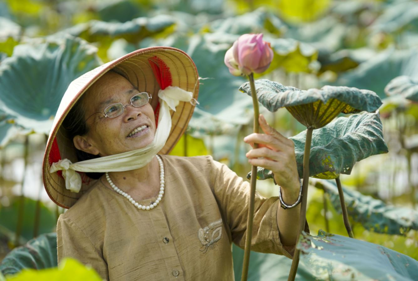 vải lụa tơ sen