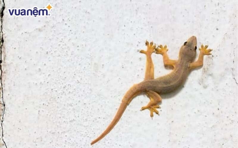 Vì sao chúng thường xuất hiện trong phòng ngủ