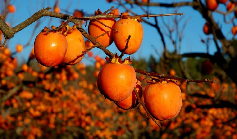 nên làm gì trong tiết sương giáng