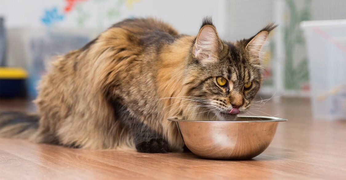 Cách nuôi mèo Maine Coon