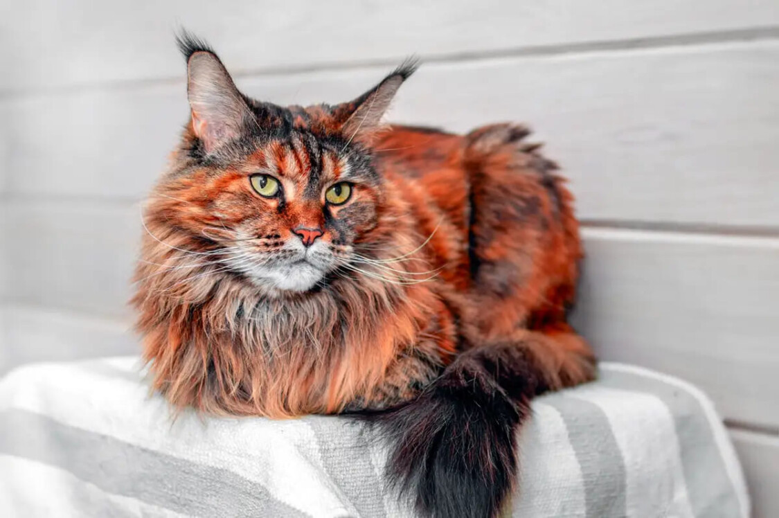 Đặc điểm về ngoại hình mèo Maine Coon