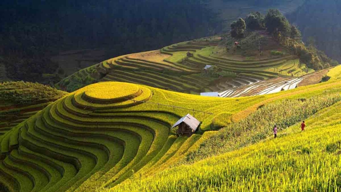  ruộng bậc thang tây bắc