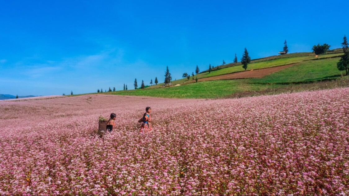 hoa tam giác mạch hoàng su phì