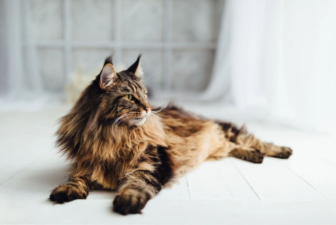 Nguồn gốc, đặc điểm mèo Maine Coon? Chia sẻ kinh nghiệm mua mèo Maine ...