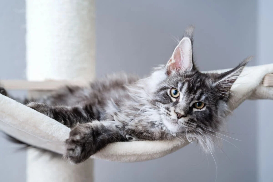 Nguồn gốc mèo Maine Coon