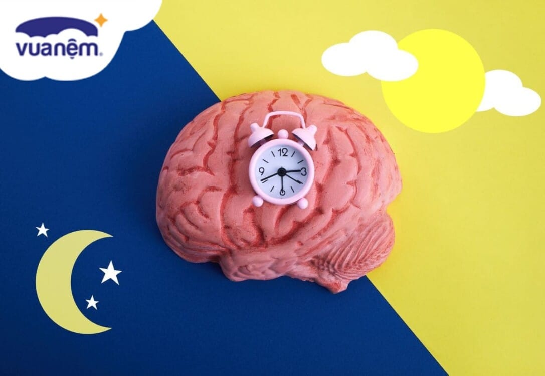 phần nào của não kiểm soát giấc ngủ