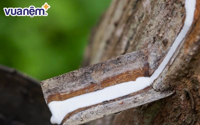 Nệm cao su Kim Cương và nệm cao su Thuần Việt làm từ cao su 100% thiên nhiên có độ đàn hồi cao