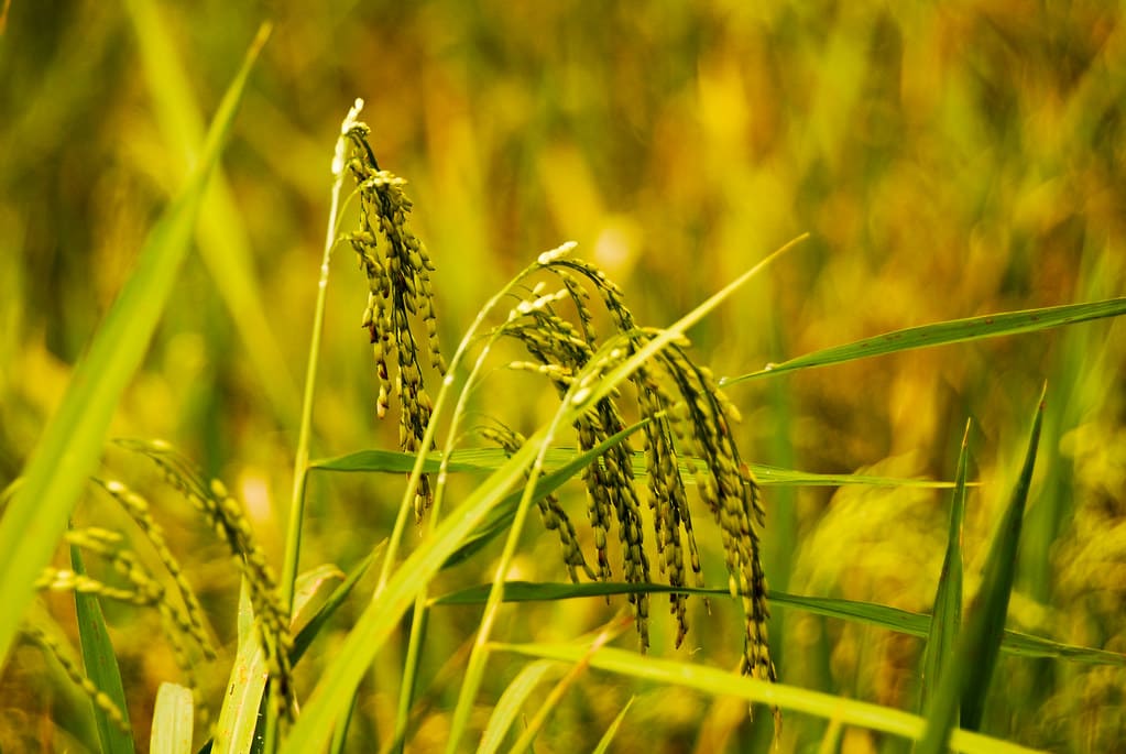 Tiết Tiểu Mãn là gì